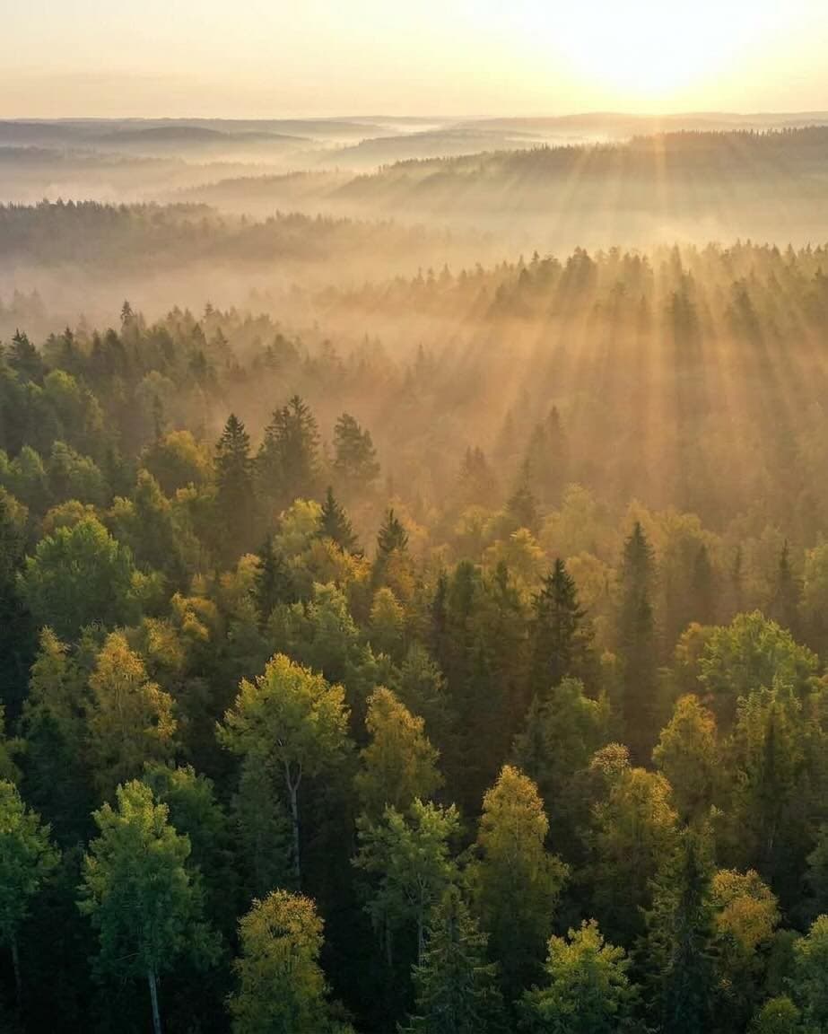 Nordic forest at sunrise
